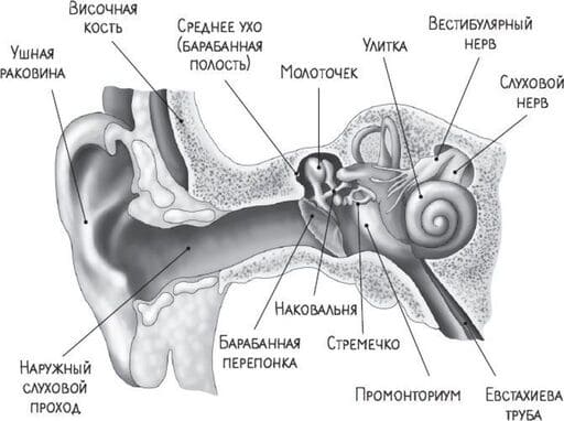 внутреннее ухо
