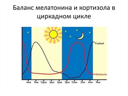 циркадный цикл кортизола и мелатонина