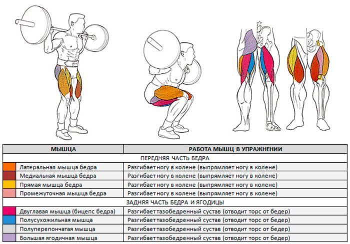 прорабатываемые мышцы